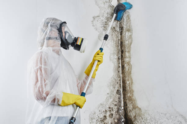 Mold Removal Process in Midland, NC
