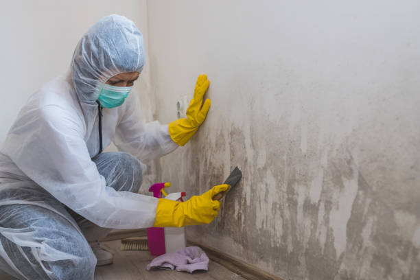 Best Toxic Mold Removal  in Midland, NC