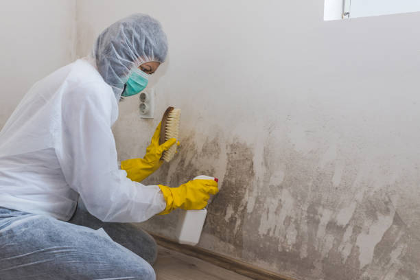 Best Toxic Mold Removal  in Midland, NC