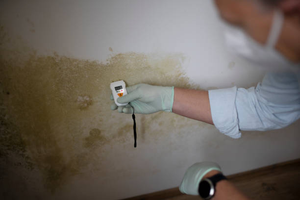 Best Affordable Mold Removal  in Midland, NC