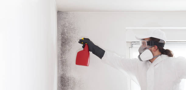 Best Mold Inspection  in Midland, NC