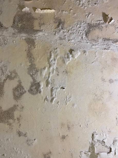 Best Commercial Mold Removal  in Midland, NC