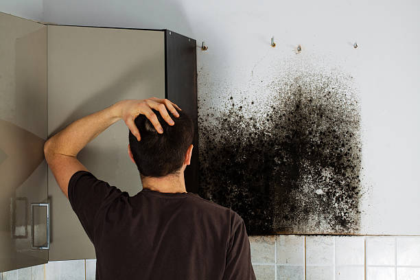 Best Best Mold Removal Companies  in Midland, NC