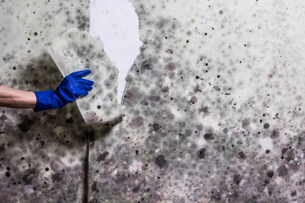 Reliable Midland, NC Mold Removal Solutions