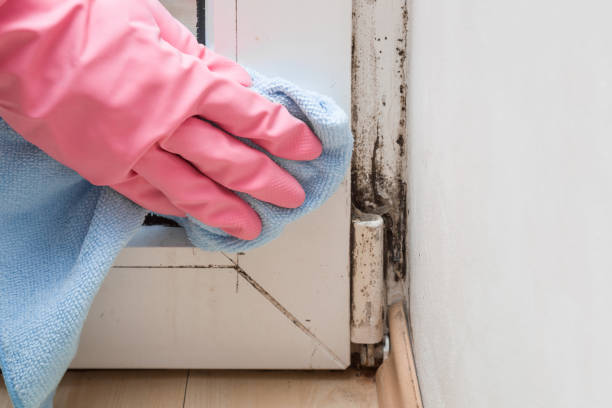 Best Residential Mold Removal  in Midland, NC