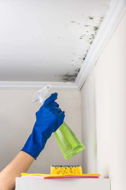 Best Best Mold Removal Companies  in Midland, NC
