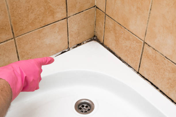 Best Mold Damage Repair  in Midland, NC